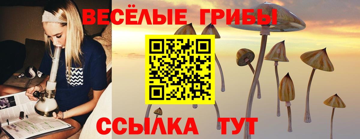 Псилоцибиновые грибы Psilocybe  Вход с VPN  Псилоцибиновые грибы Psilocybe  Мценск 